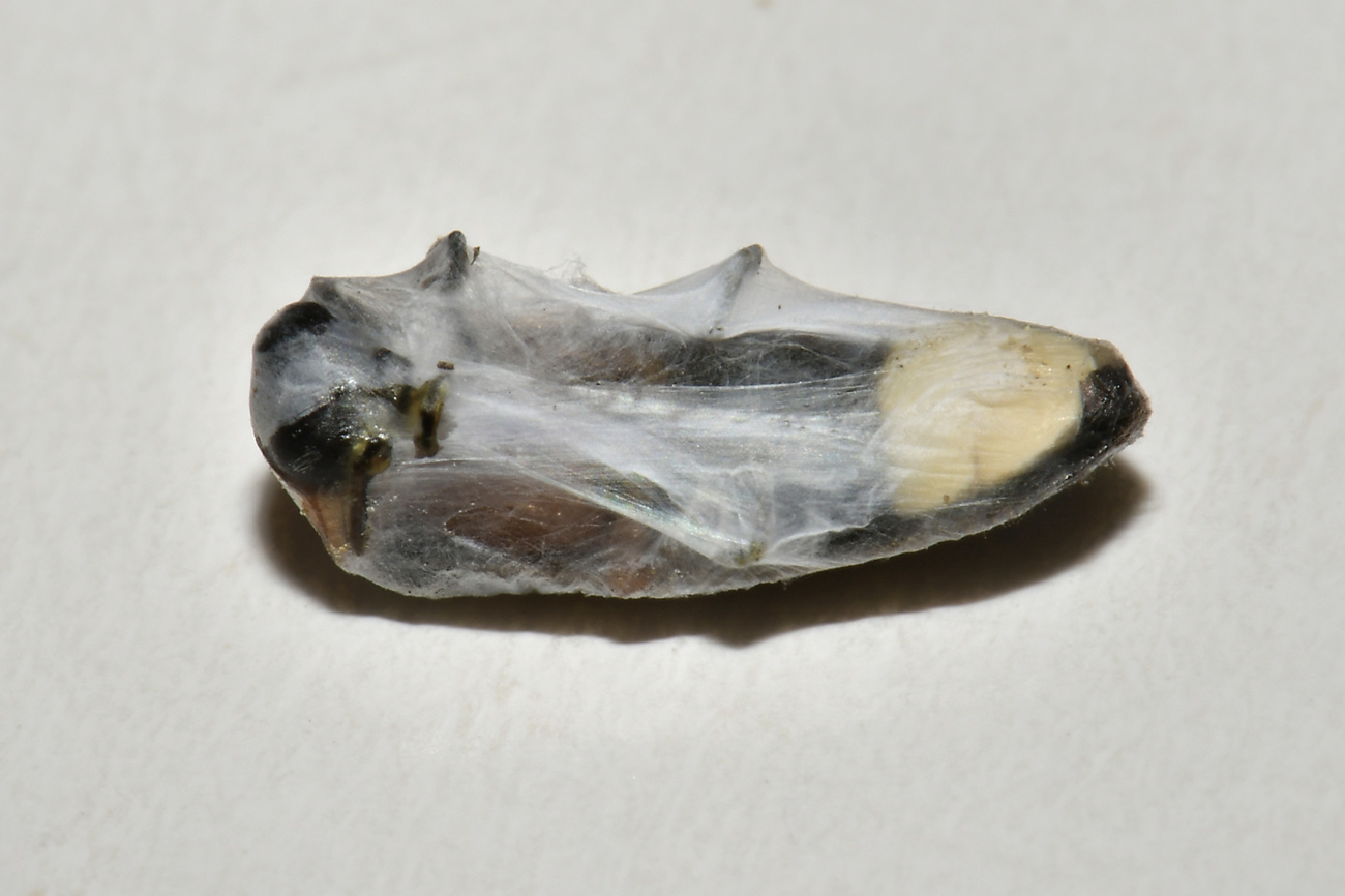 Lampyridae mummificata: Luciola pedemontana